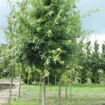 Boomkwekerij E. de Jong 2244 - Quercus palustris