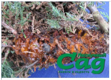 Рис. 4. Вид коры ветвей можжевельника, пораженных ржавчинными грибами (Gymnosporangium sabinaeе)2