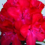 Rhododendron_Wladyslaw_Jagiello_CIEPLUCHA